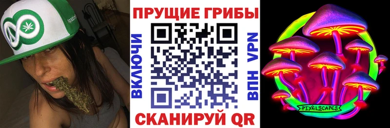 где можно купить наркотик  Николаевск  Псилоцибиновые грибы Psilocybine cubensis 